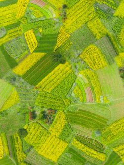 Quilting Cotton - Birdseye View - Fields