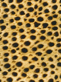 Animal Kingdom - Cotton/Spandex Jersey - Cheetah