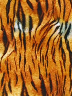 Animal Kingdom - Cotton/Spandex Jersey - Tiger