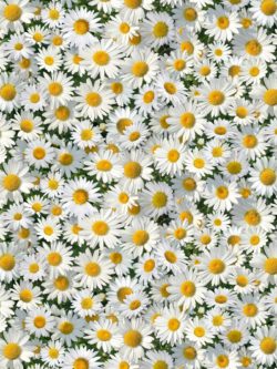 Quilting Cotton – Landscape – Daisy Medley – White