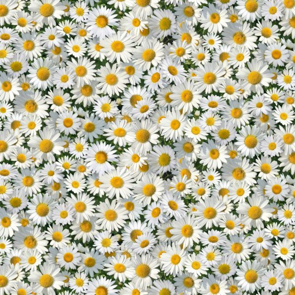 Quilting Cotton – Landscape – Daisy Medley – White