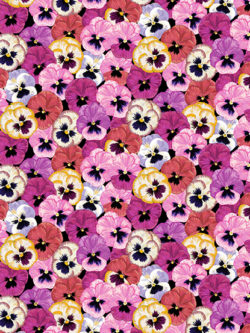 Quilting Cotton – Summer Days - Pansies - Pink