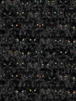 Quilting Cotton - Wicked - Black Cats Magic