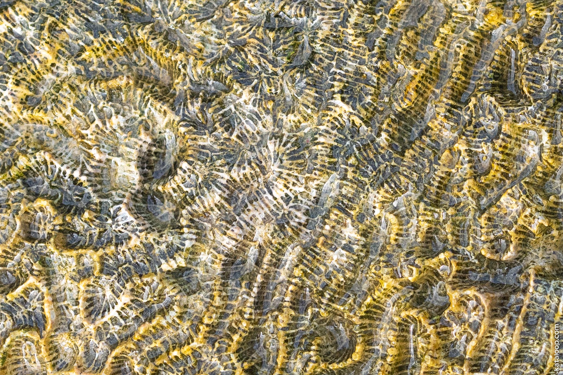 Close-up texture of brain coral fossil on rocky surface