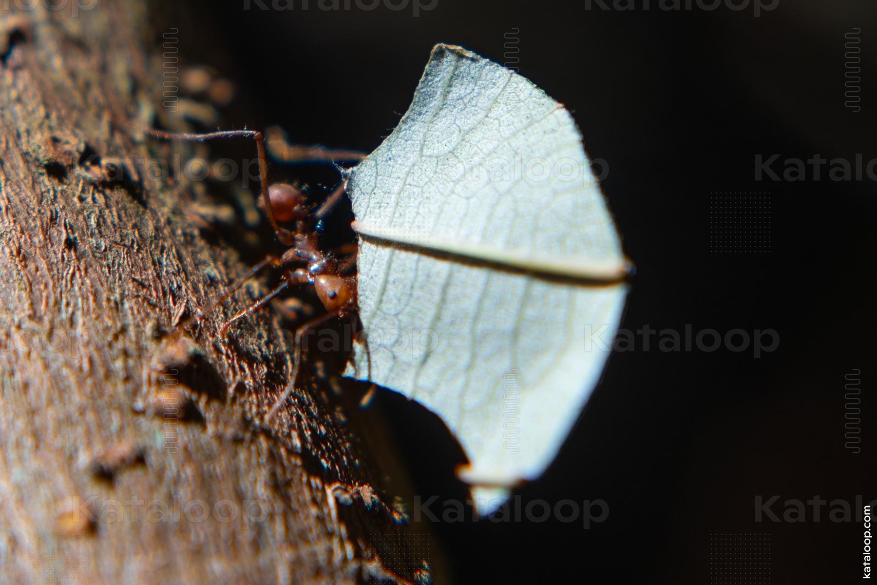 Leafcutter ant carrying leaf segment on tree bark