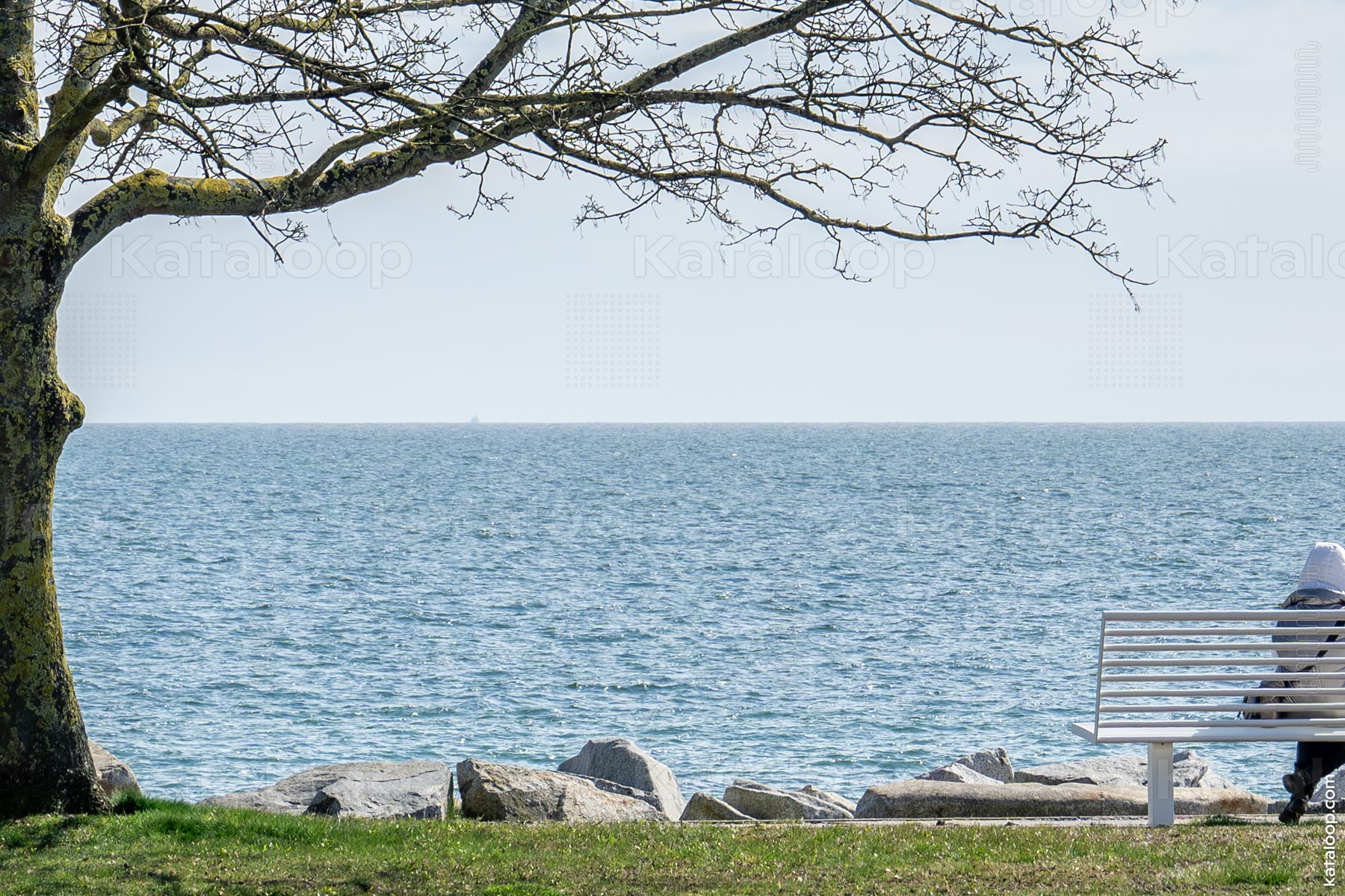 Serene seaside park with bench and leafless tree
