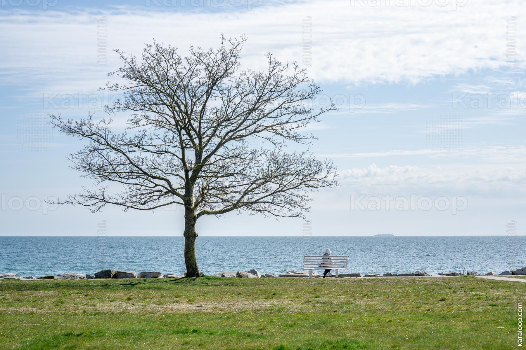 This image captures a tranquil scene at a seaside park. A single bench, positioned facing the sea, offers a place for relaxation and contemplation. A leafless tree stands prominently in the foreground, suggesting the photo was taken in a cooler season. The calm sea and distant ship on the horizon contribute to the peaceful atmosphere.