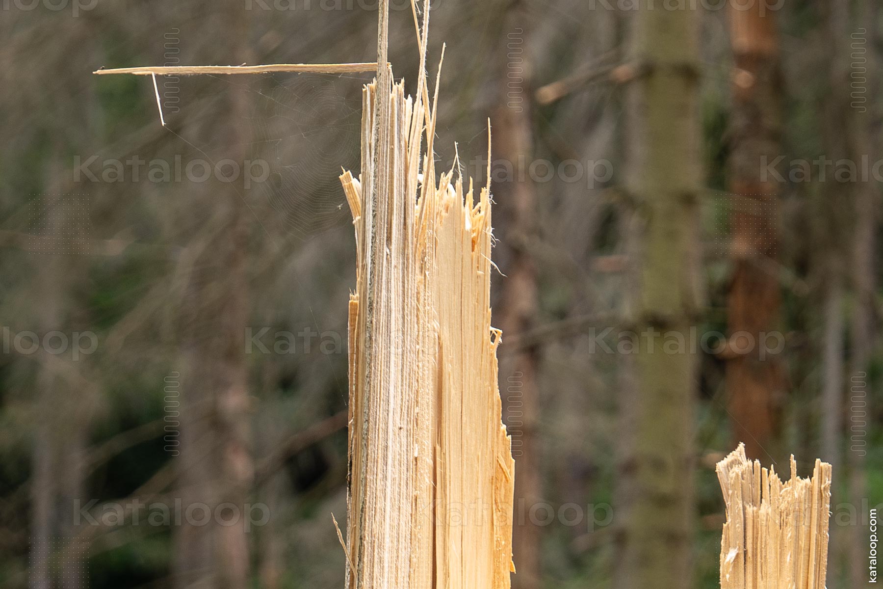Broken tree trunk in a sparse forest