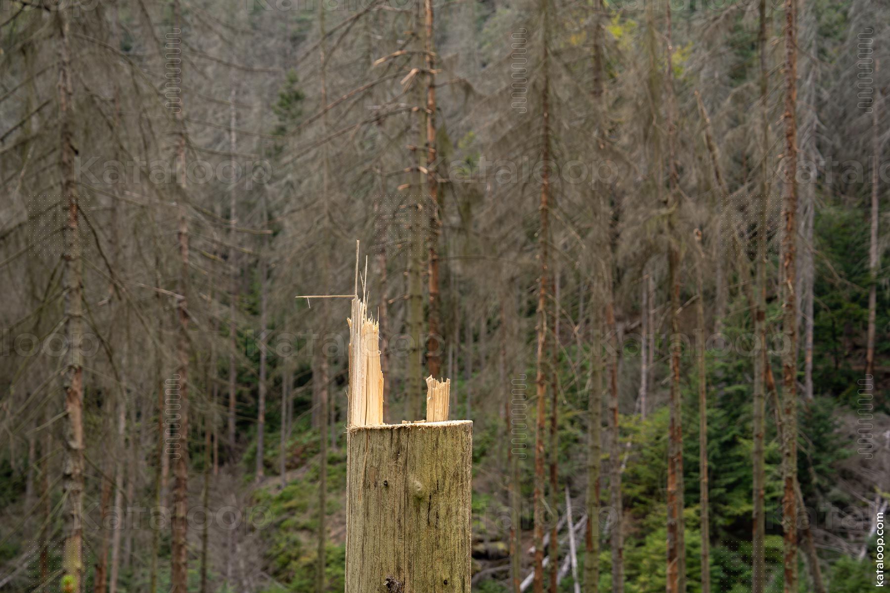 This image captures the detail of a broken tree trunk with a sharp, jagged edge, standing in a forest with sparse foliage. The background shows several other trees with similar conditions, suggesting a scene of natural destruction or the aftermath of a storm.