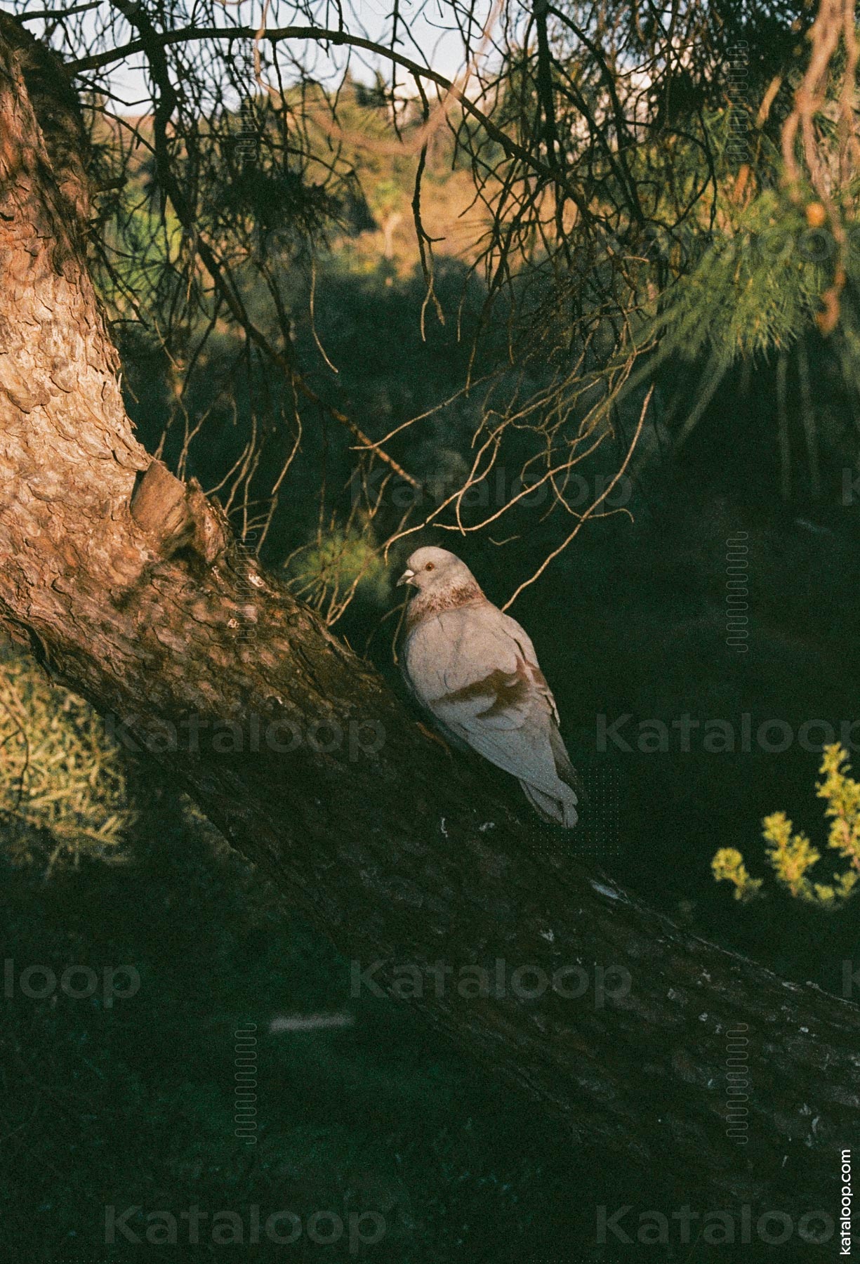 Serene dove perched on a tree branch in natural setting
