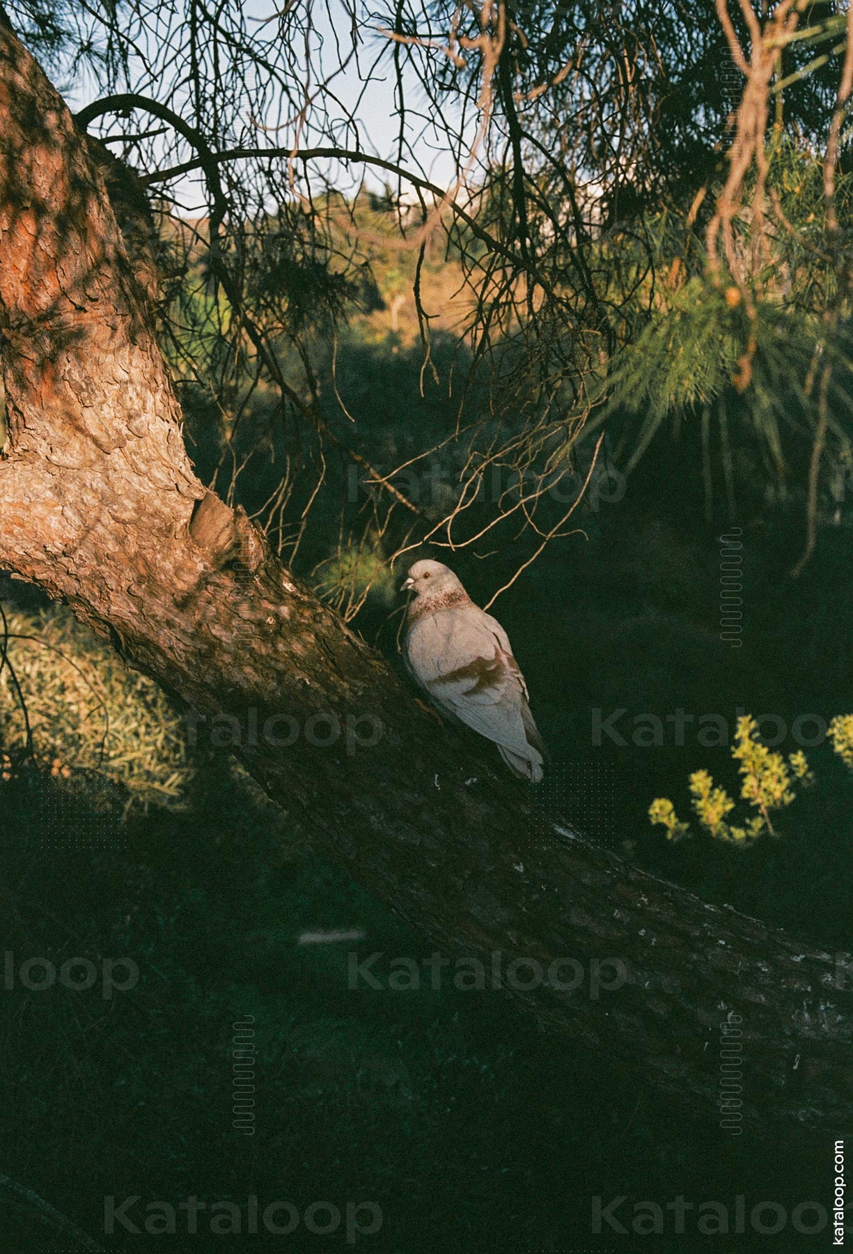 This image captures a moment of tranquility as a dove rests on the angled branch of a tree. The warm sunlight filters through the foliage, highlighting the bird's gentle features and the textured bark of the tree. The surrounding greenery adds to the peaceful atmosphere of the scene.