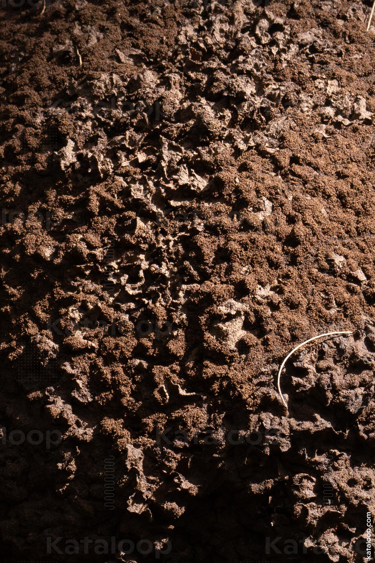 Termite nest on tree trunk in forest