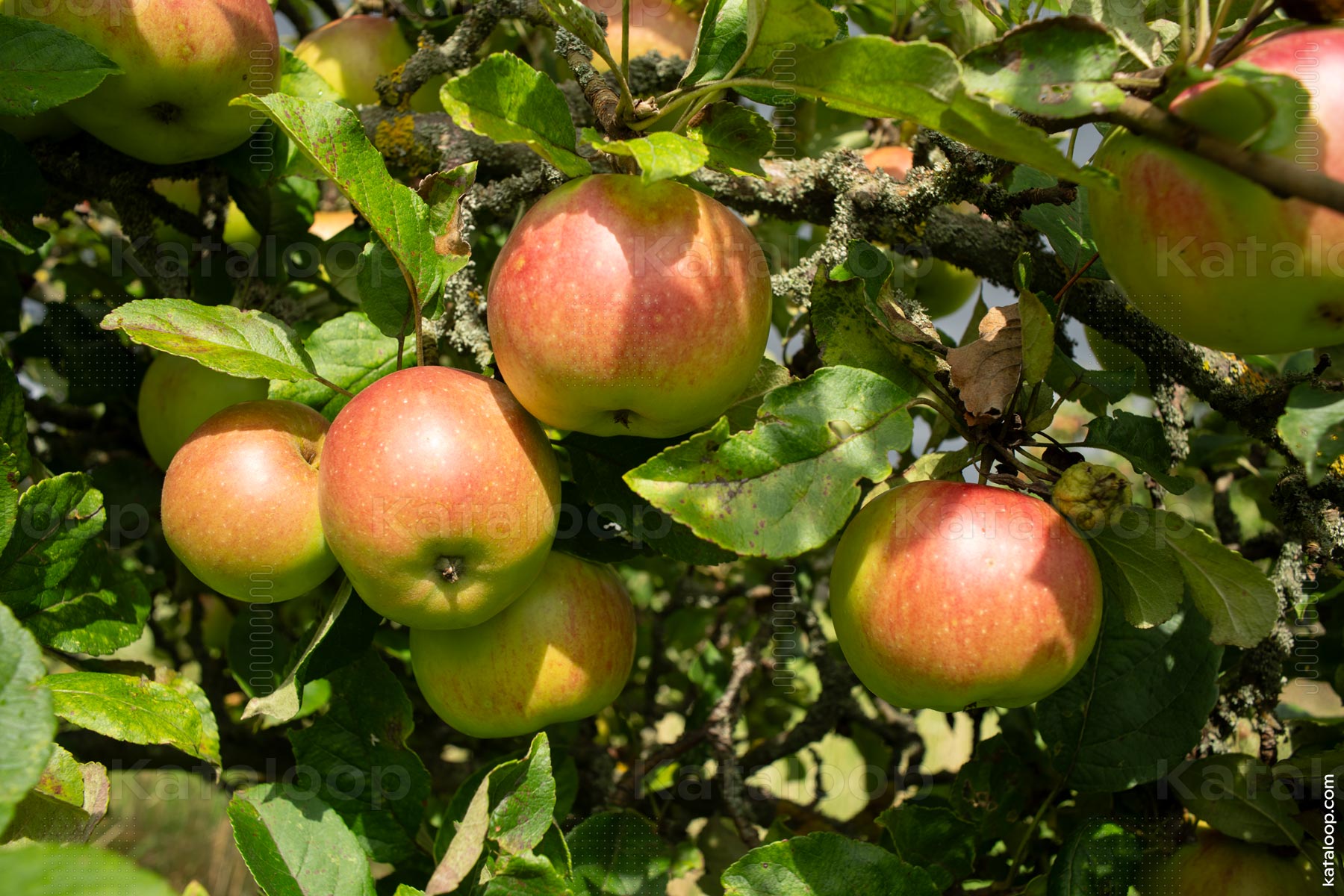Reife Äpfel an einem Baumzweig