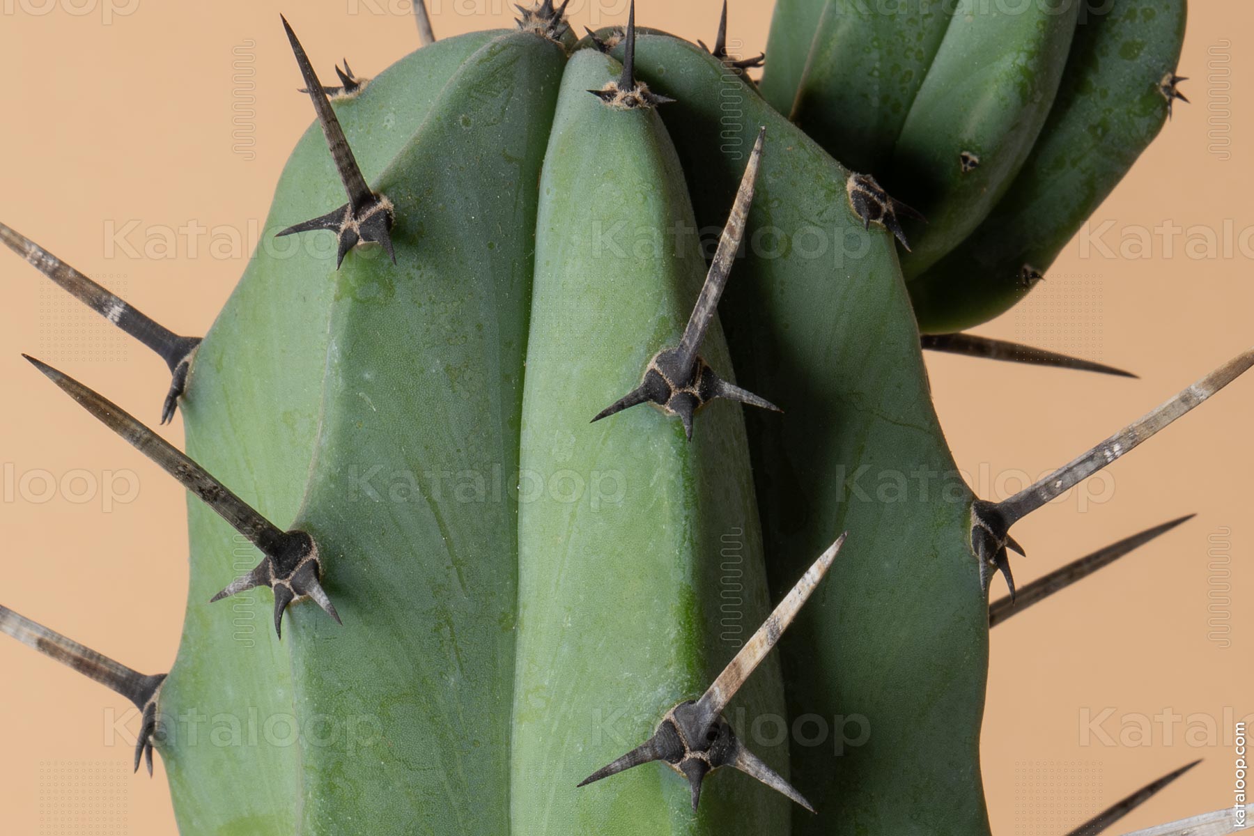 Close-up of green cactus with sharp spines against peach background