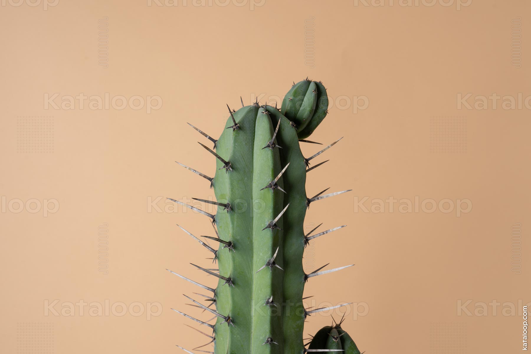 This image features a close-up view of a green cactus with prominent sharp spines. The cactus is set against a soft peach-colored background, highlighting its texture and natural defense mechanism. The spines are distributed evenly across the cactus surface, providing a sense of symmetry and detail.