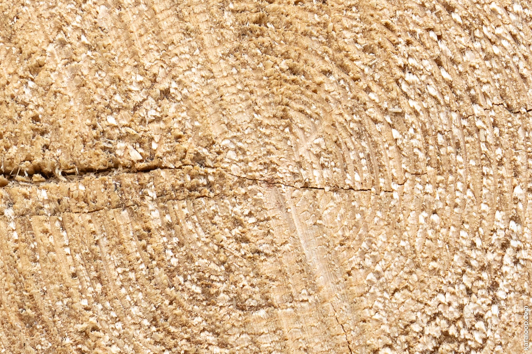 Nahaufnahme von Jahresringen und Textur auf gesägtem Baumstamm
