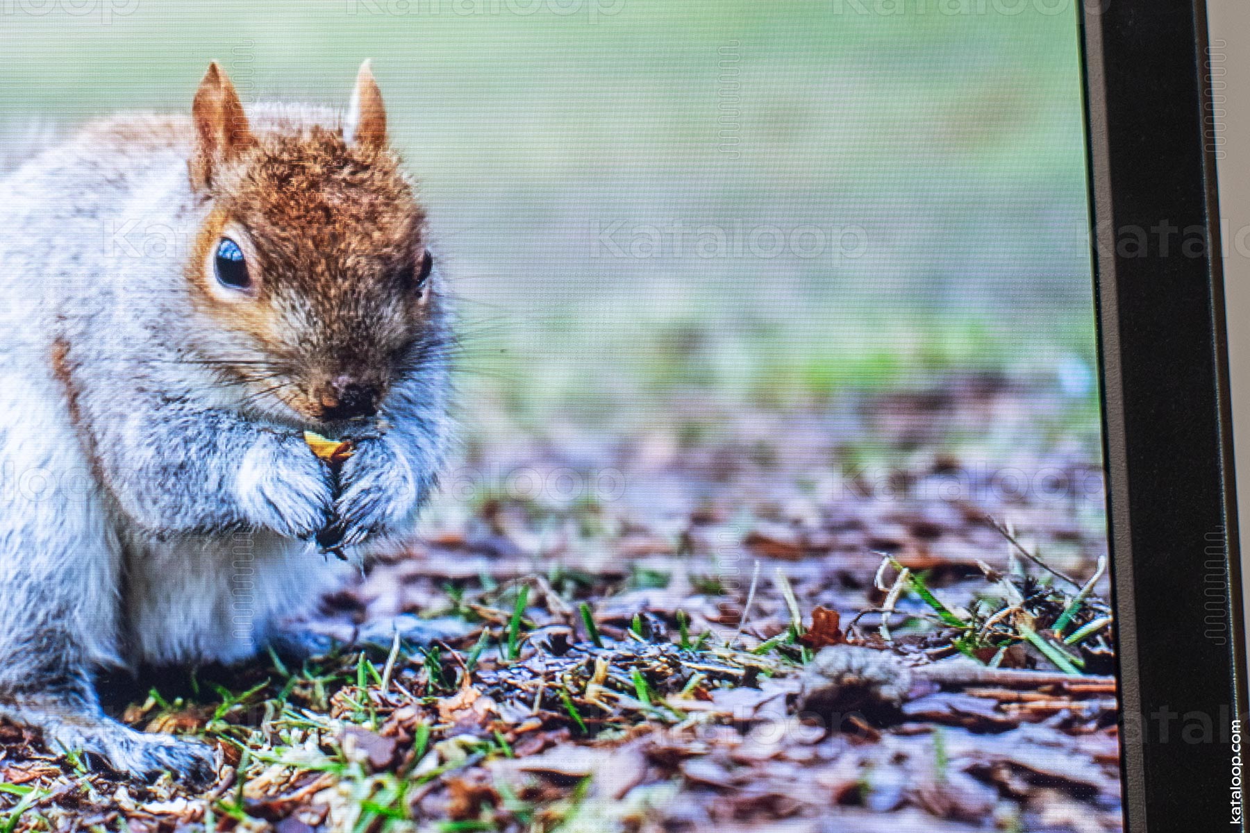 Squirrel displayed on digital photo frame in home setting