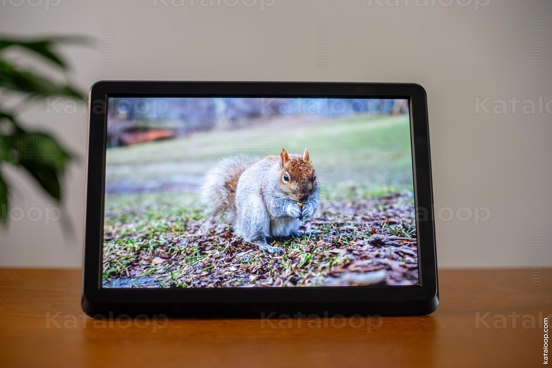 This image captures a digital photo frame placed on a wooden surface, displaying a vibrant photograph of a squirrel. The squirrel is seen eating and sitting on a grassy ground covered with leaves. The surrounding decor suggests a cozy home environment.