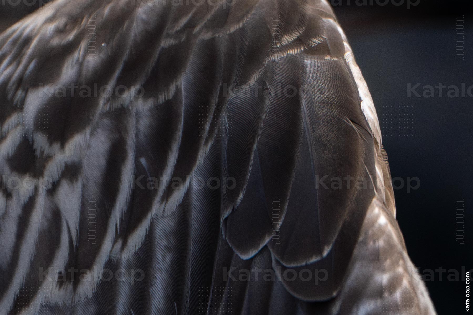 Close-up view of bird feathers texture and patterns