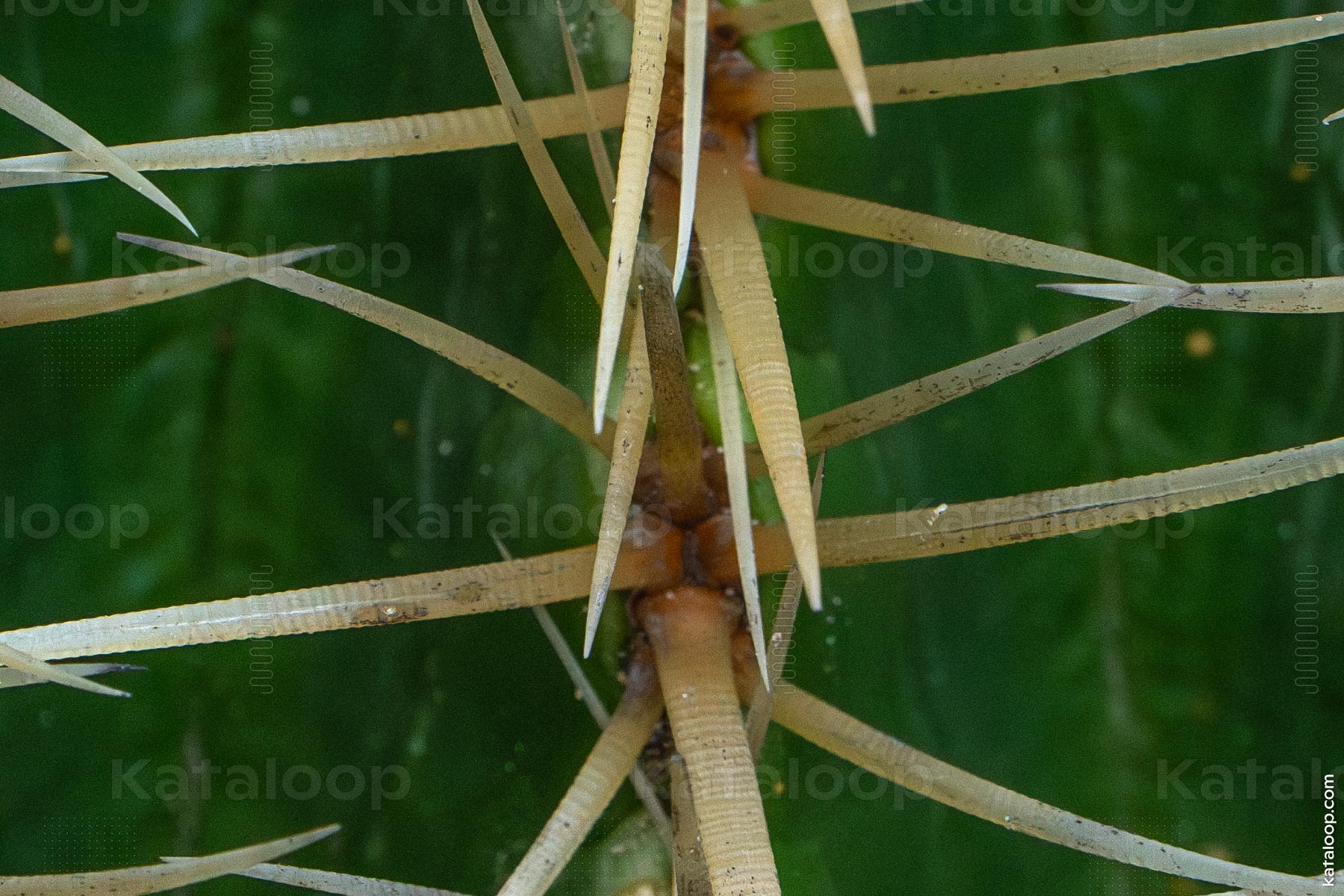 Close-up view of cactus spines and patterns