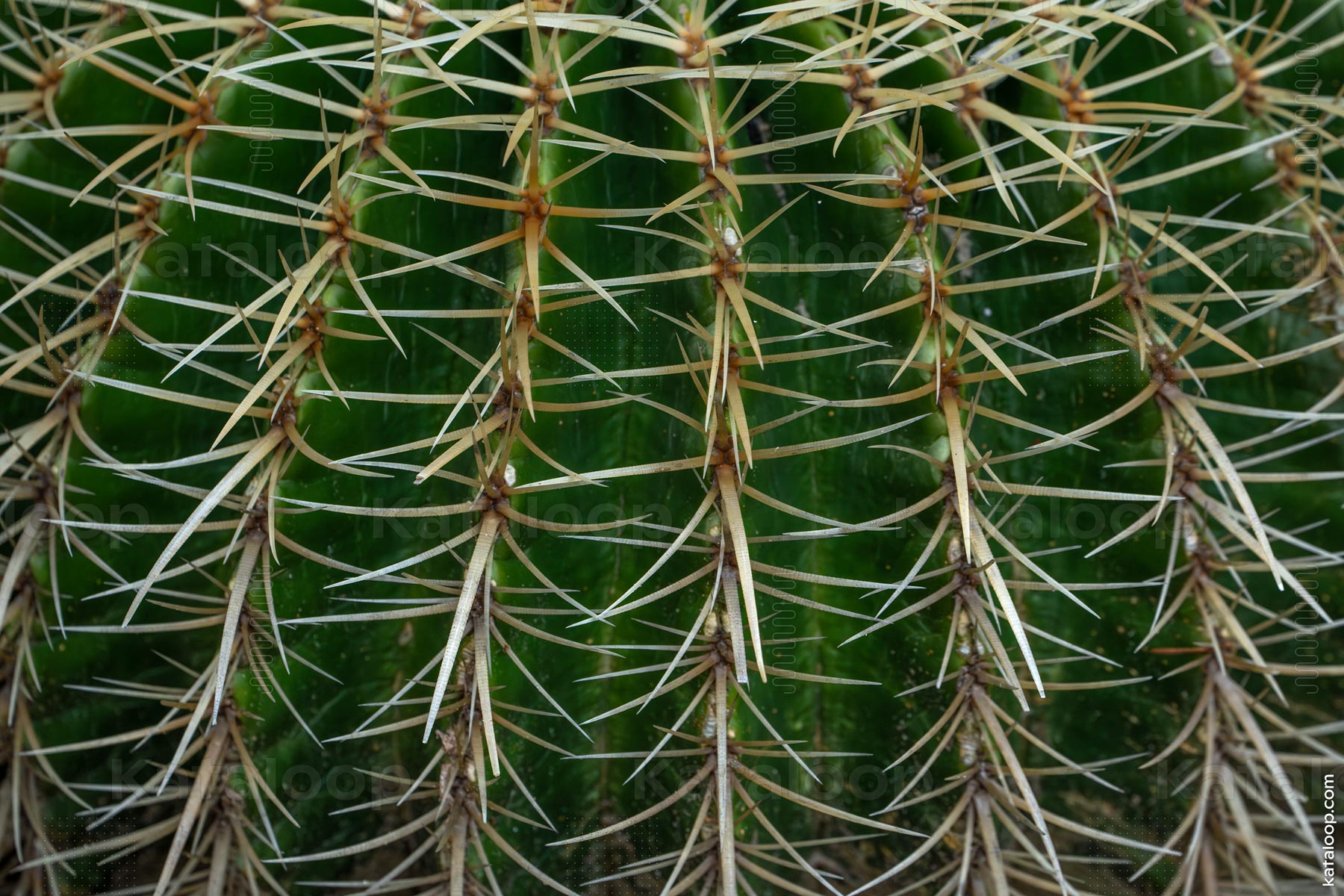 This image captures a close-up view of a cactus, highlighting the intricate patterns formed by its spines. The sharp spines are arranged in a symmetrical pattern around the cactus's surface, providing a detailed look at the plant's natural defense mechanism.
