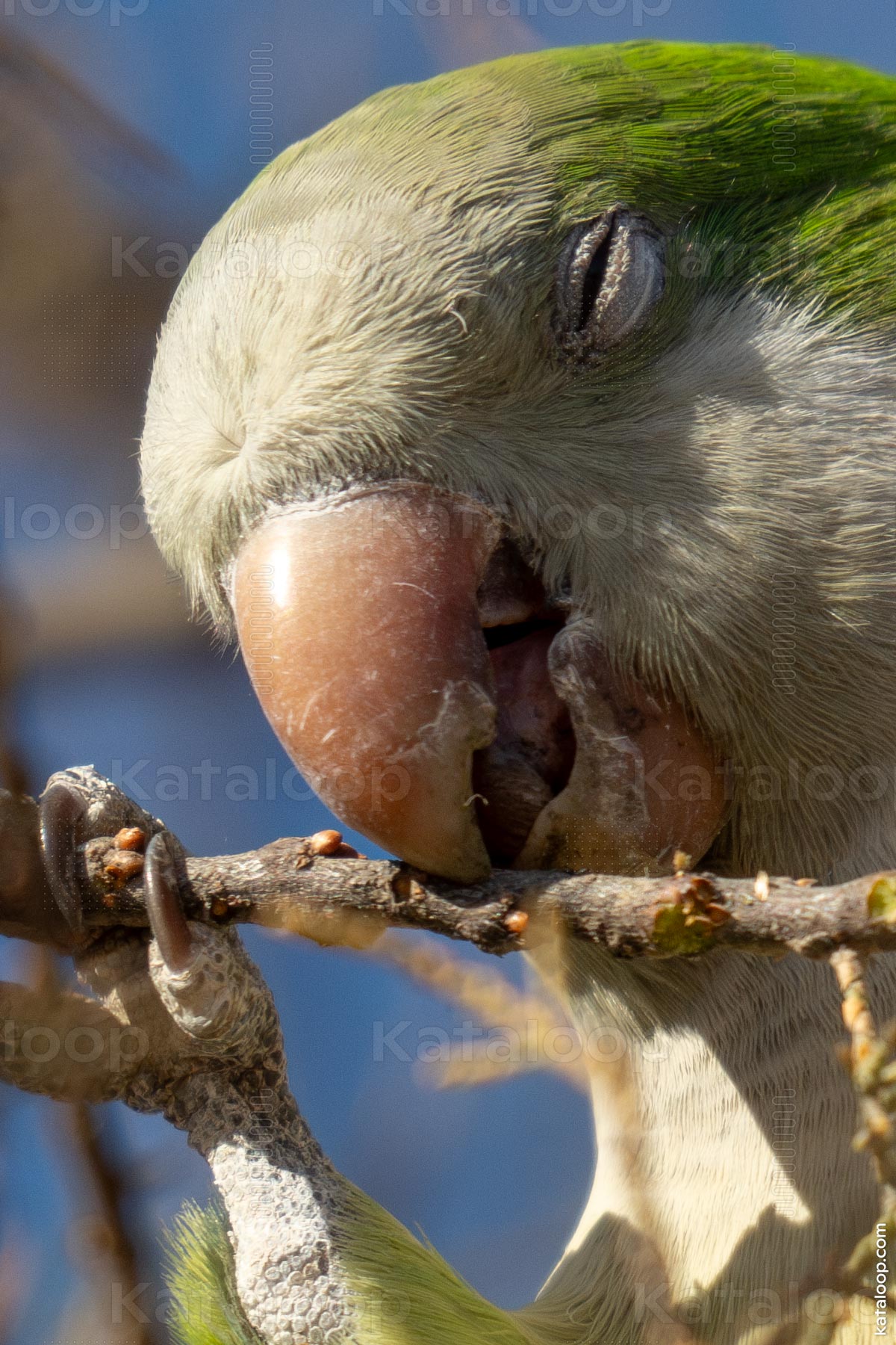 Close-up of monk parakeet perching on a branch