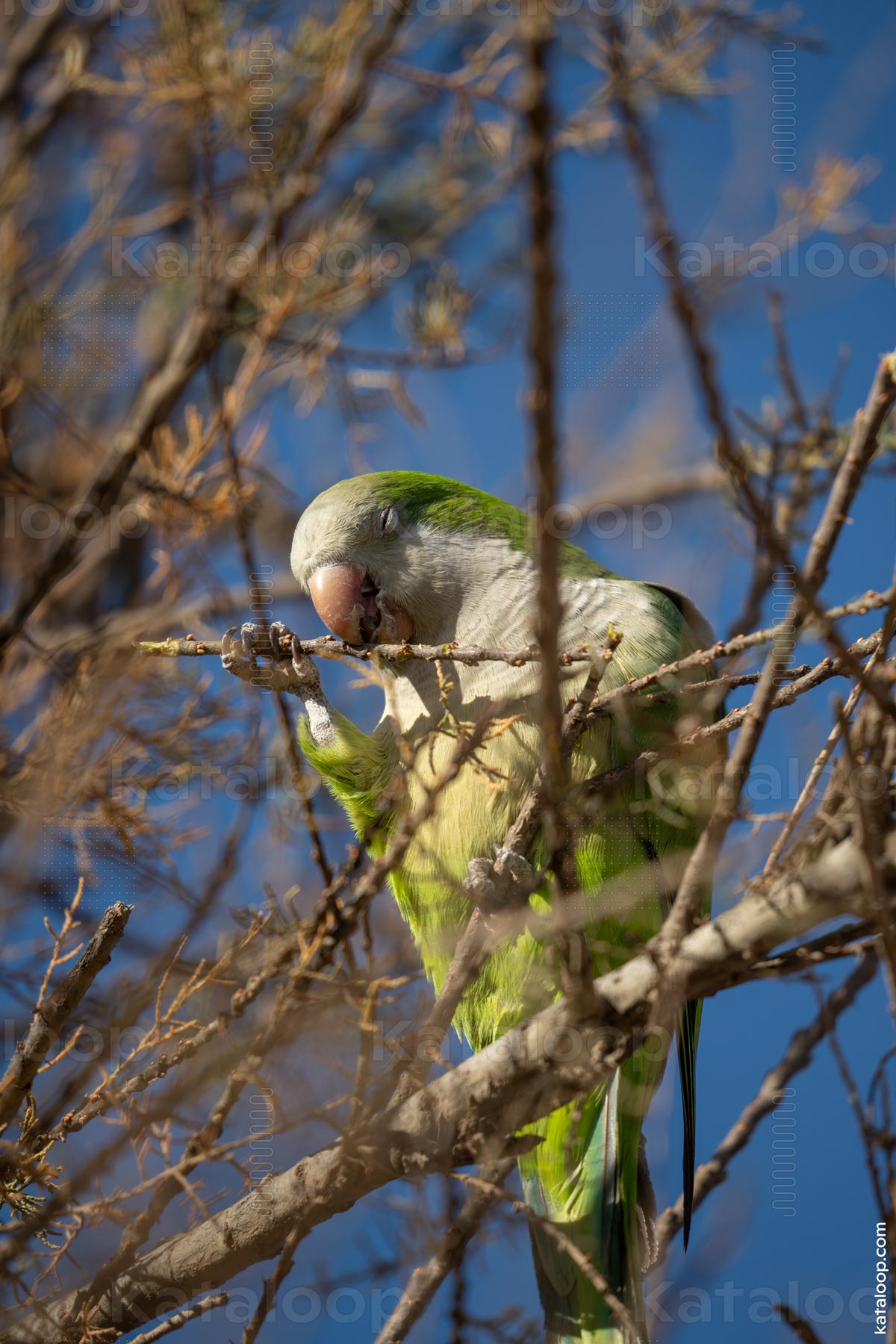 This image captures a detailed view of a Monk Parakeet, also known as a Quaker Parrot, perched on a tree branch. The bird's vibrant green plumage and the intricate texture of its beak are highlighted in the sunlight. The background is softly blurred, drawing attention to the parakeet's features.