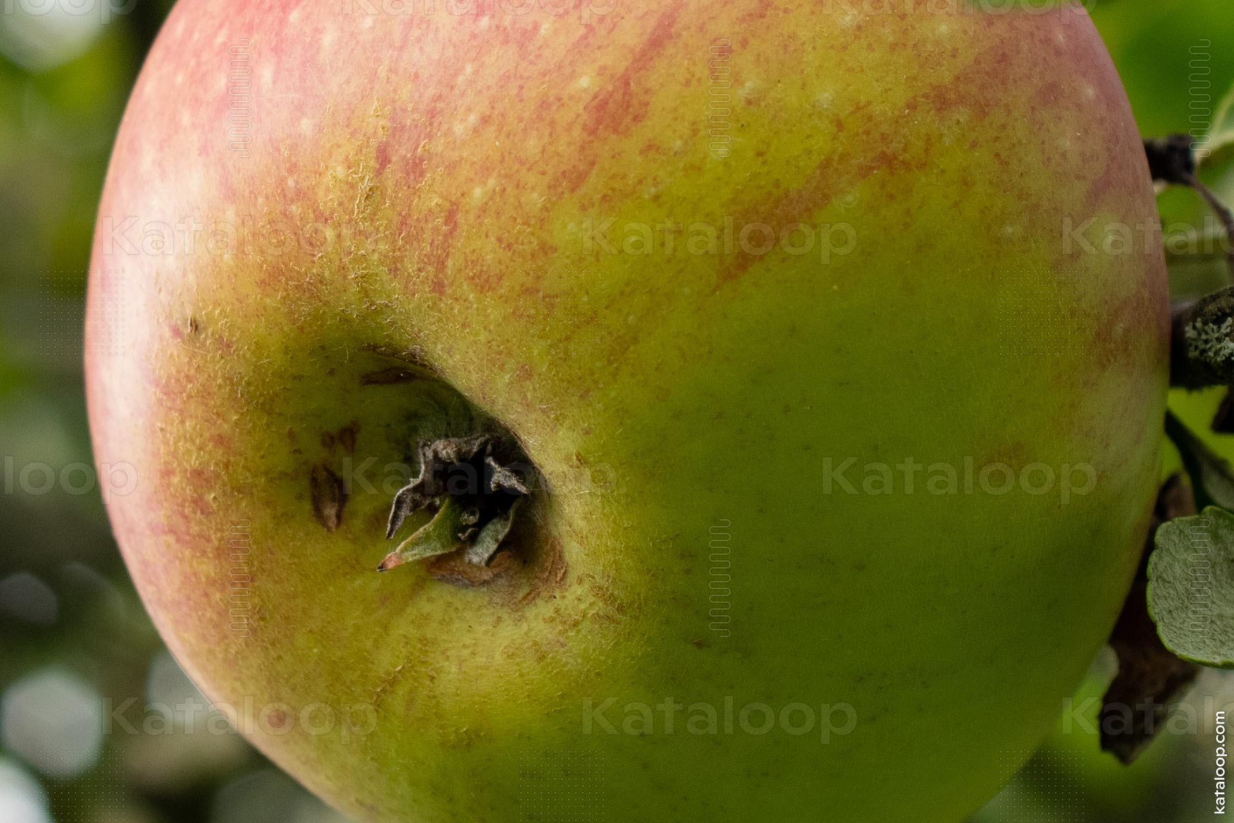 Reifer Apfel am Baumzweig