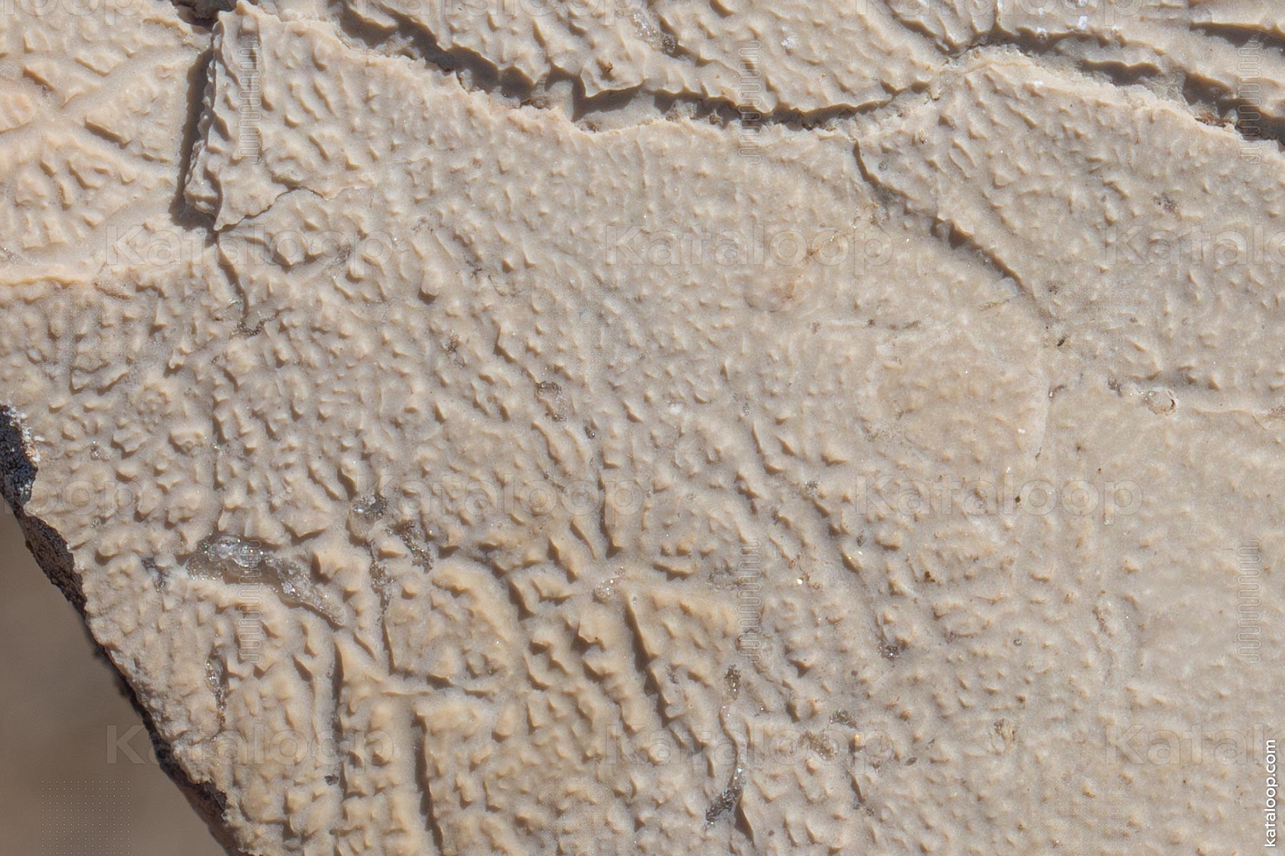 Close-up of fossilized imprints in stone held by hand