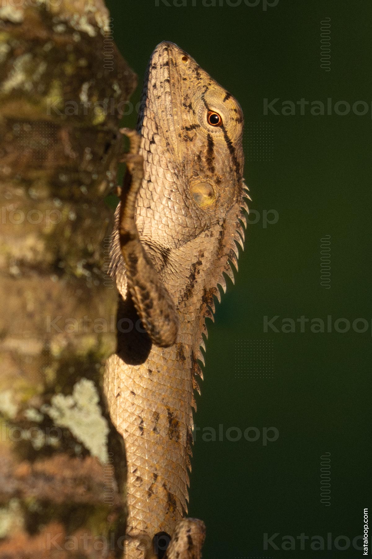 Camouflaged lizard clinging to a tree trunk