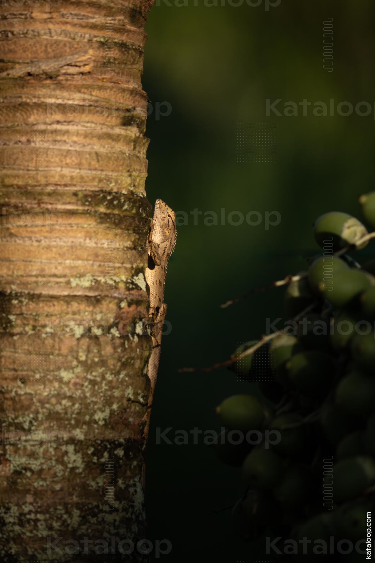 This image captures a lizard blending seamlessly with the bark of a tree. The reptile's scales and coloration provide excellent camouflage in its natural habitat. The lighting highlights the lizard's texture and the surrounding foliage.