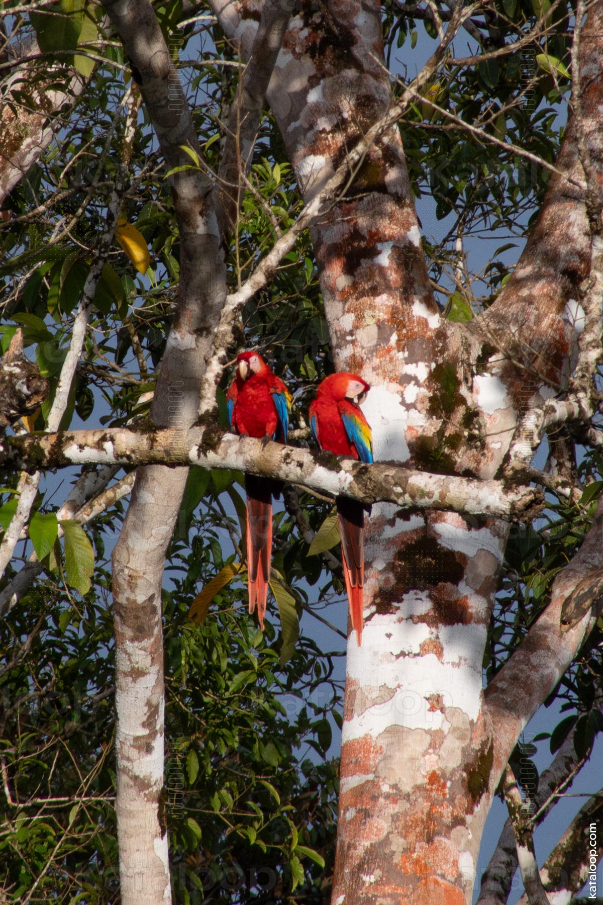 Rote Aras auf einem Ast im Baum