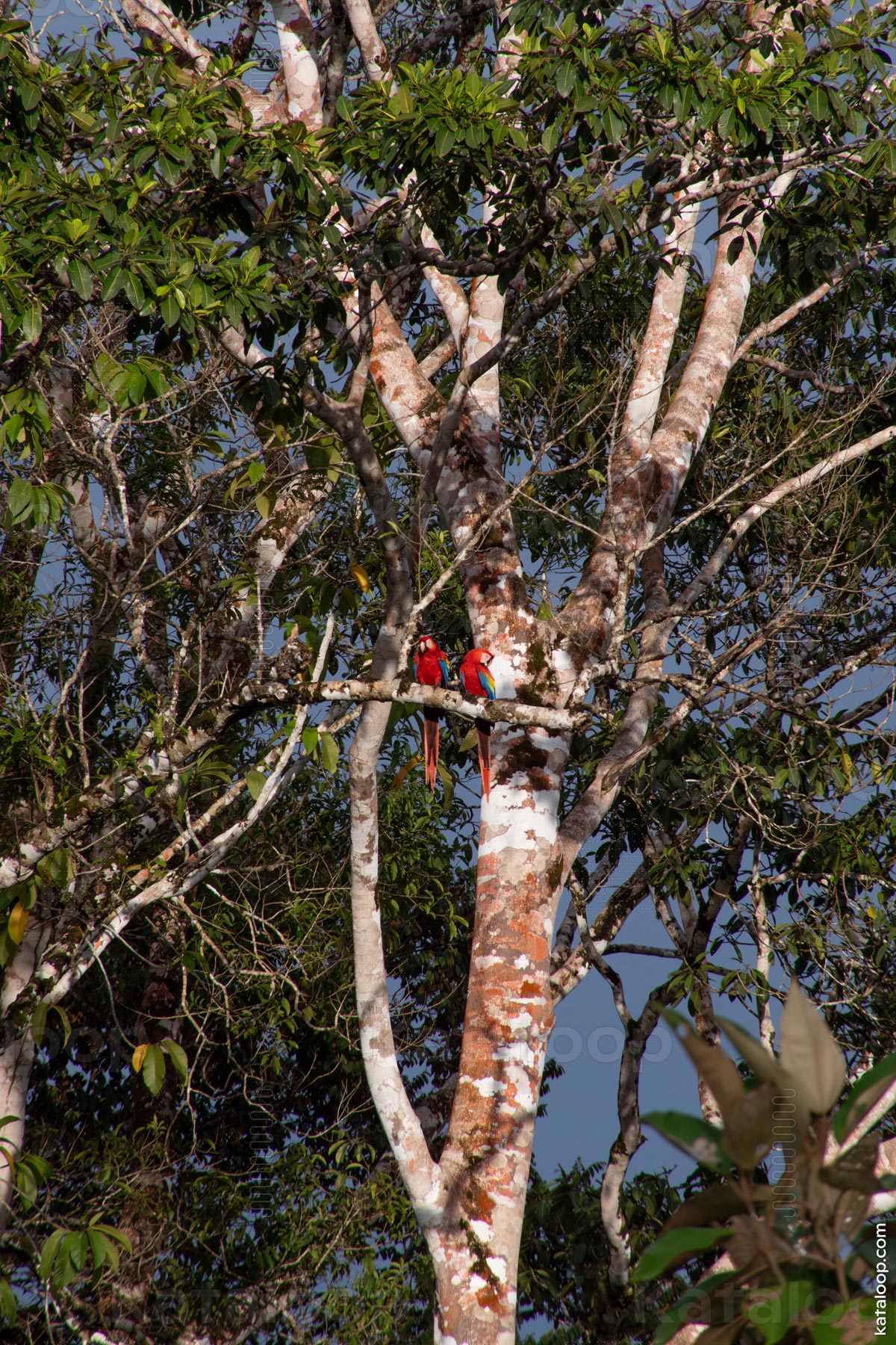 Rote Aras auf einem Ast im Baum