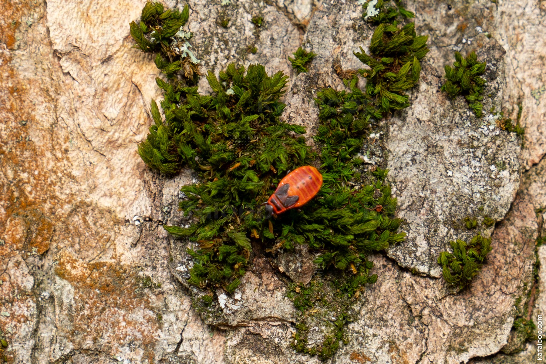 Red bug on tree bark with moss details