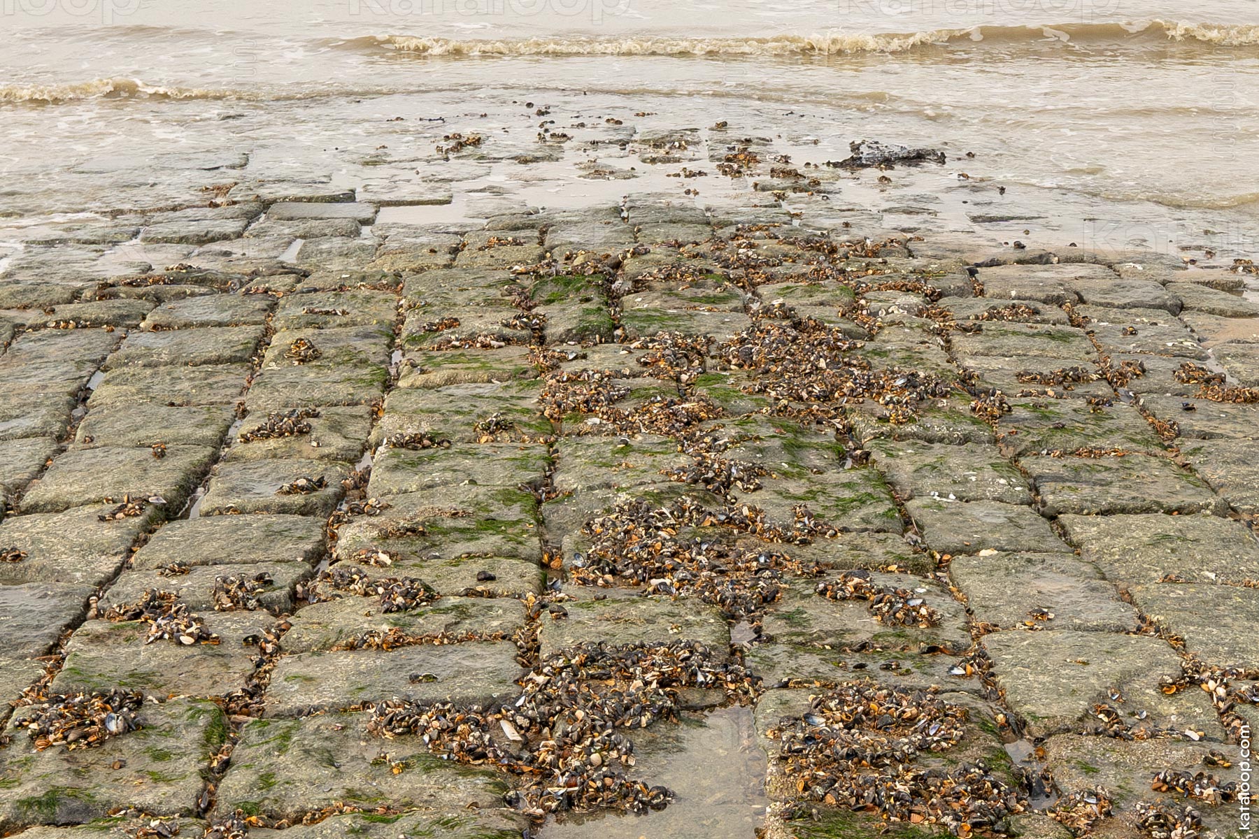 Seaside view with stone breakwater and accumulated shells