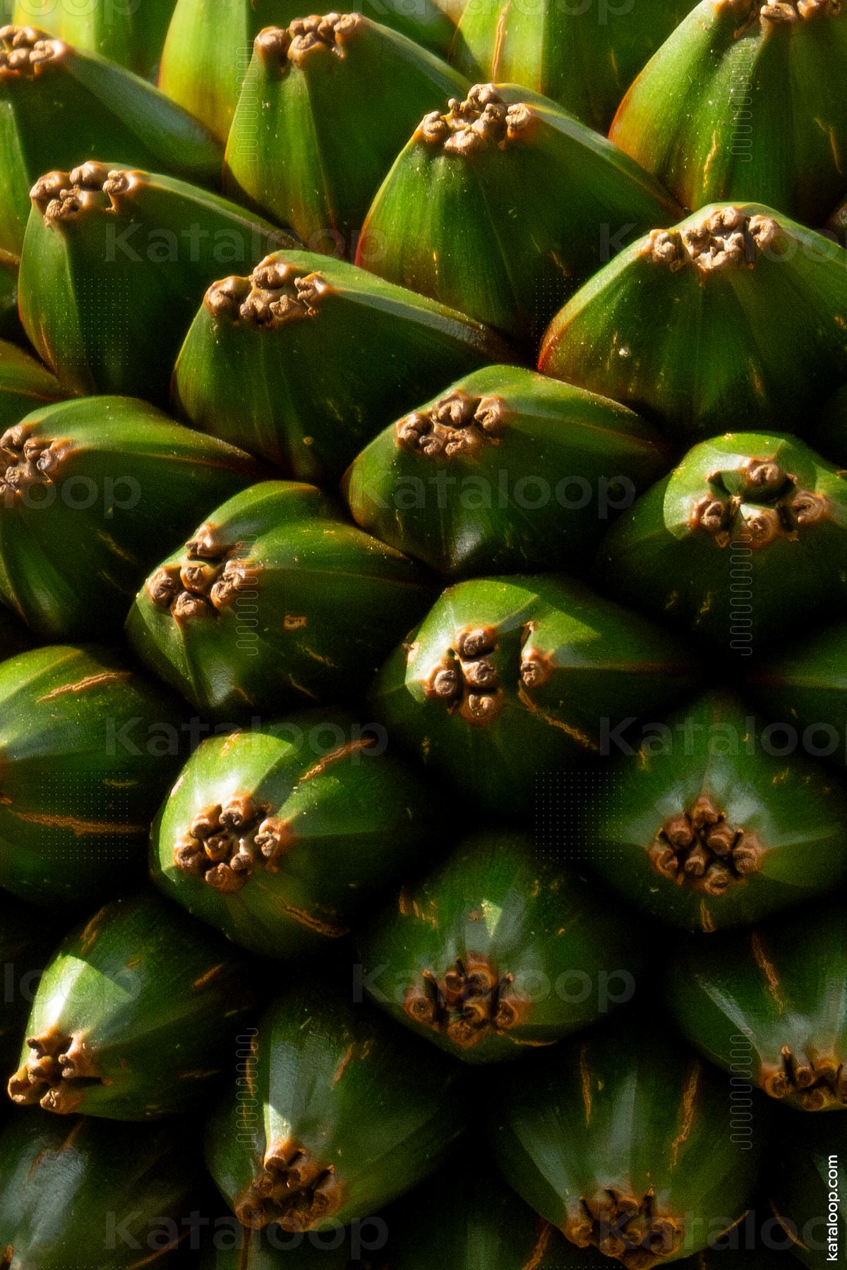 Pandanus utilis cluster hanging from tree