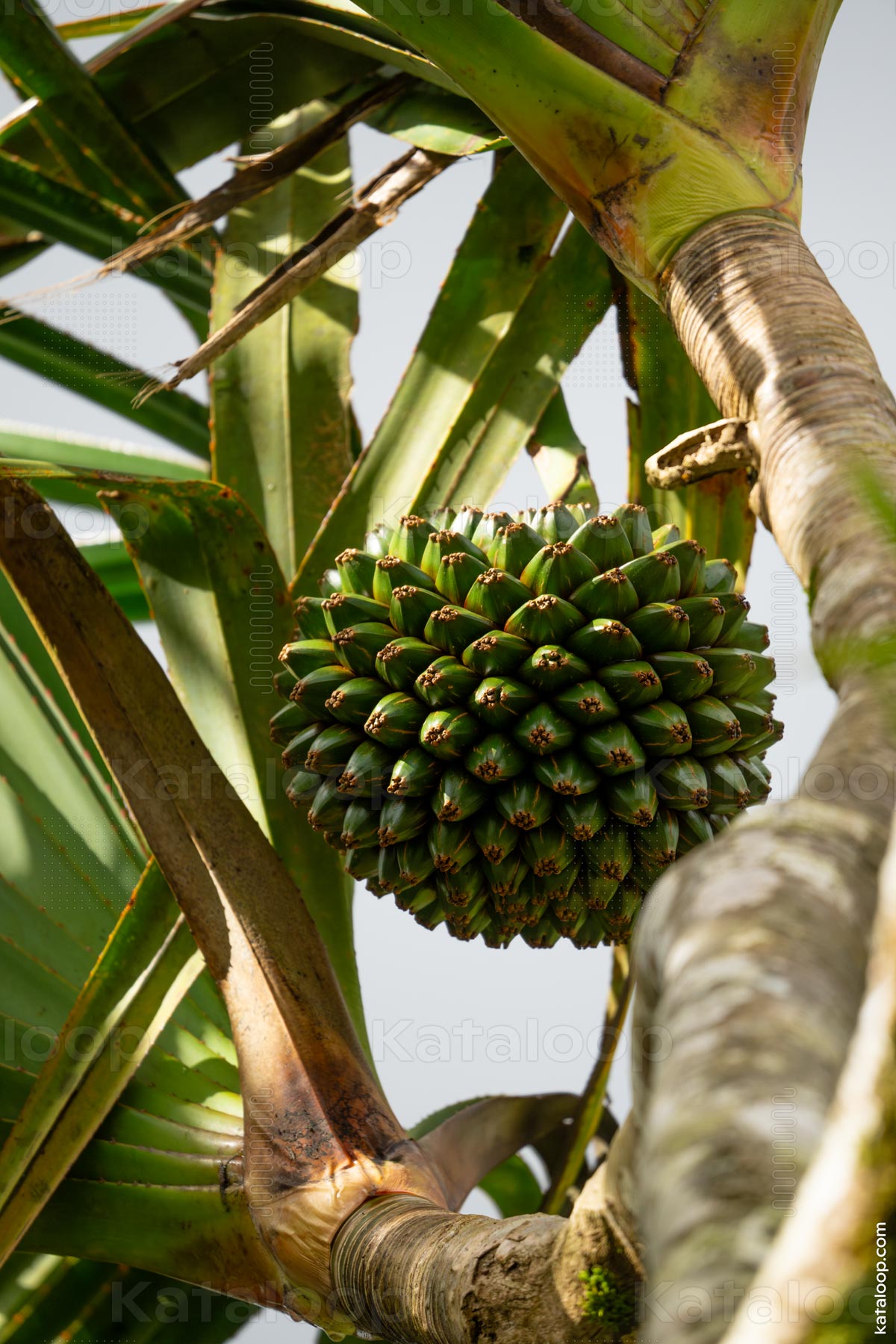 This image captures a close-up view of a Pandanus utilis cluster, showcasing its unique green fruits with a patterned texture. The fruits are tightly packed together, hanging from a branch of the Pandanus tree, surrounded by long, narrow leaves.
