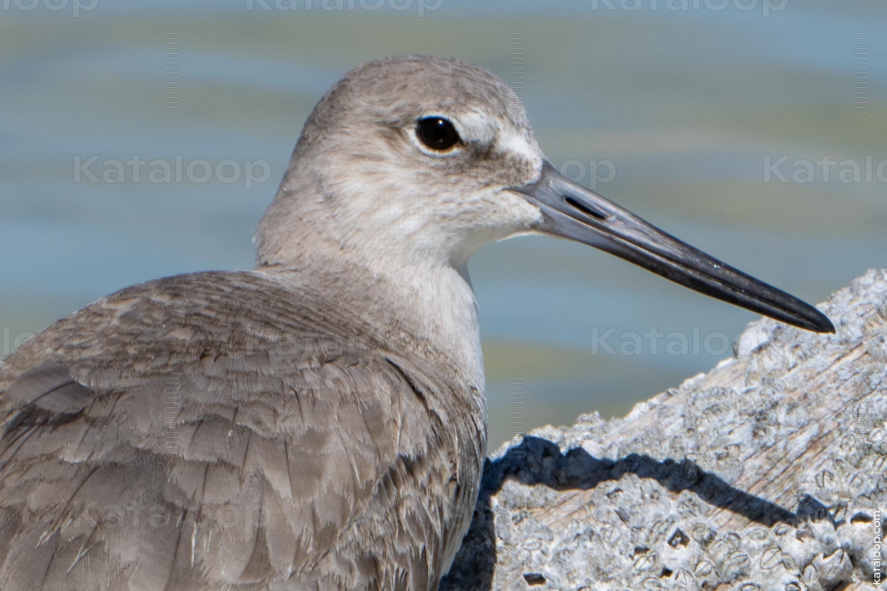 Close-up of a shorebird resting on a log