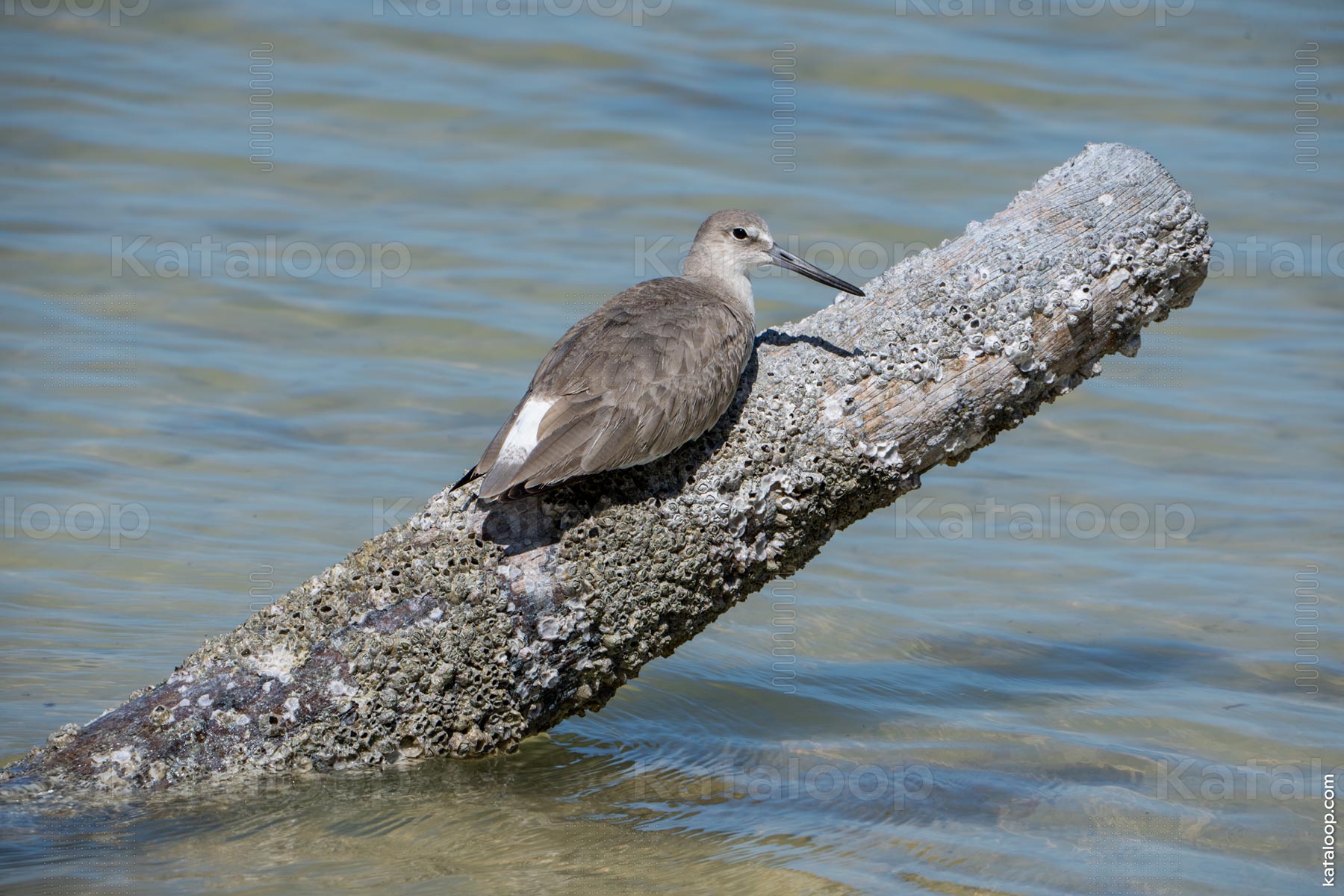 This image features a close-up of a shorebird perched on a weathered log in shallow waters. The bird has a sleek body with muted gray feathers and a long, slender beak. The background showcases a tranquil water surface, enhancing the serene atmosphere. This scene captures the essence of coastal wildlife in its natural habitat.