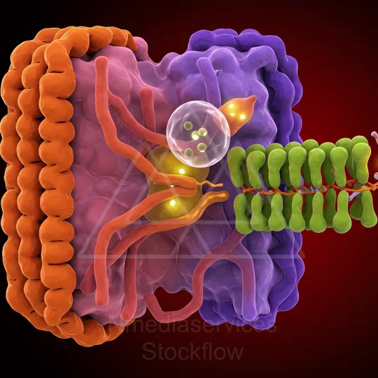 12 Micro 00 Virus on Membrane
