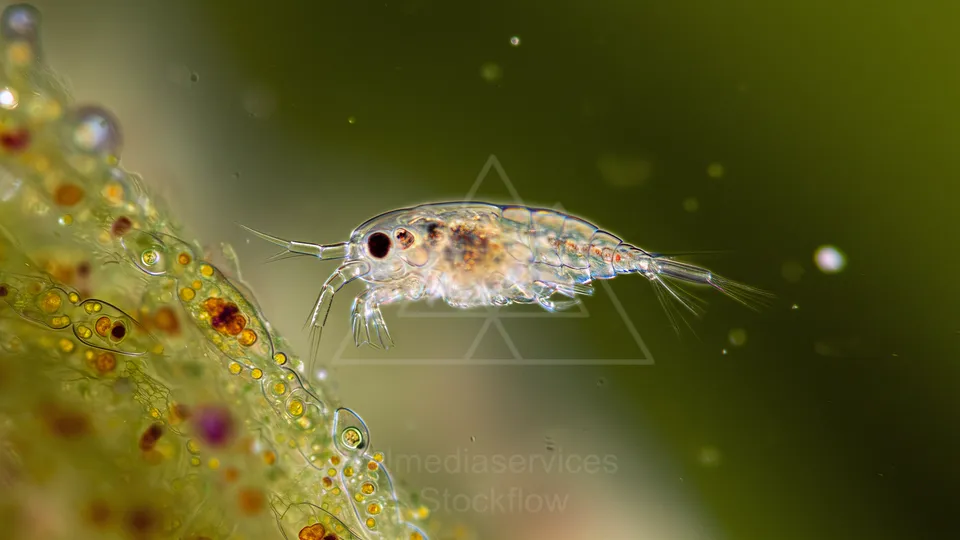 7 Micro 02 Waterborne 04 Plankton