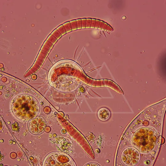 2 Micro 05 Protozoa