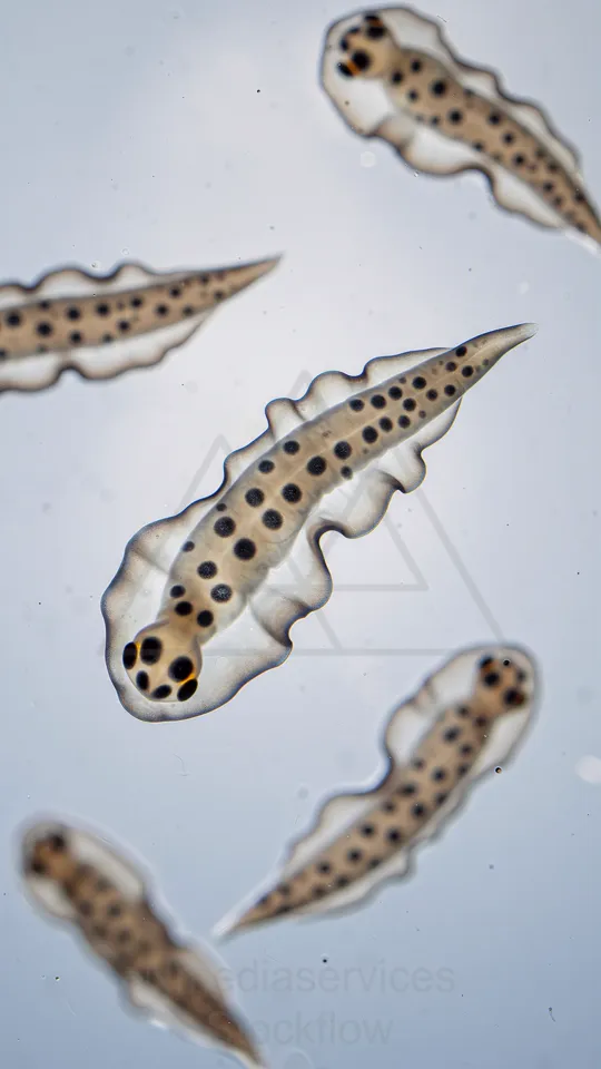 2 Micro 07 Flatworms