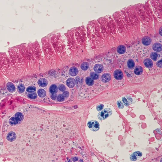 31 Micro 14 Cellular