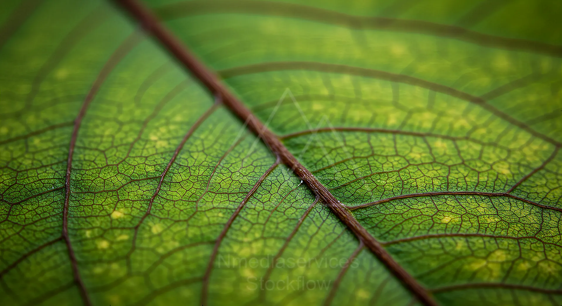06 Leaf Abstract pattern 05
