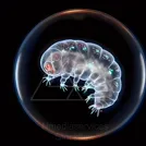 A glowing, translucent tardigrade curled inside a bubble, showing its segmented body and tiny clawed limbs — 8K royalty-free microscopic stock photo