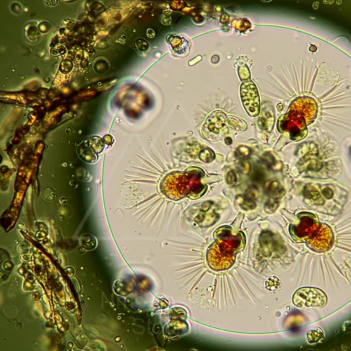 Waterborne rotifers with feathery corona and colorful internal organs among debris — 8K royalty-free microscopic stock photo