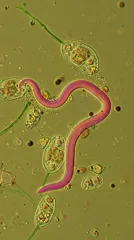 Protozoa — collection preview
