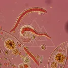 Protozoa micrograph of a segmented, worm‑like organism among cellular debris — 8K royalty-free microscopic stock photo