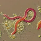 Micro view of protozoa: worm-like pink organism among round, cell-like structures — 8K royalty-free microscopic stock photo